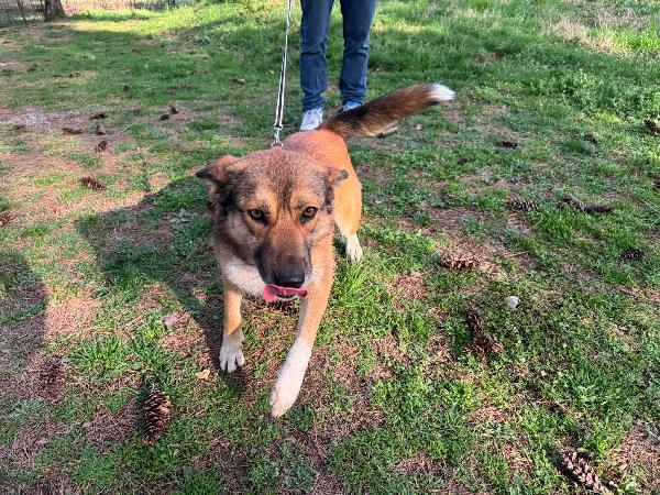 Anais, la nostra splendida lupetta Foto 8